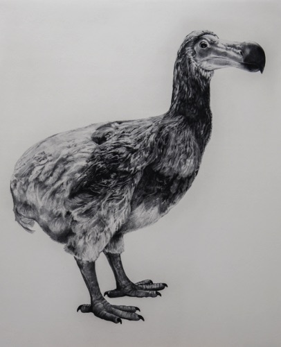 The Real Dodo
Photopolymer Print, 60 x 50 cm
£360